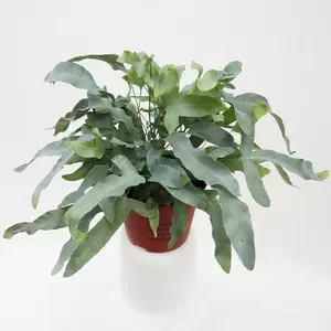 Phlebodium Aureum 'Blue Star' | Blauwvaren/Zinkvaren