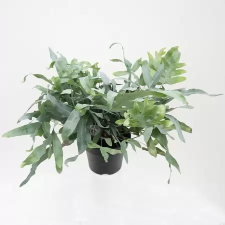 Phlebodium Aureum 'Blue Star' | Blauwvaren/Zinkvaren