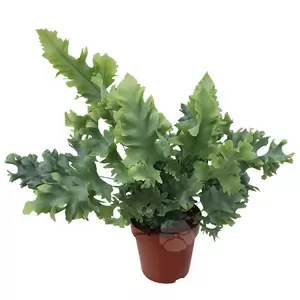 Phlebodium Aureum Davana | Blauw Varen