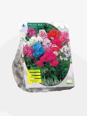 Phlox, Mix per 6