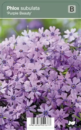 Phlox subulata Purple Beauty