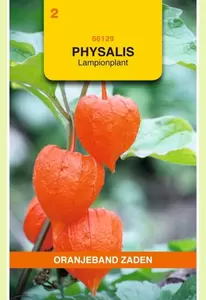 Physalis, Lampionplant Oranjeband - afbeelding 1