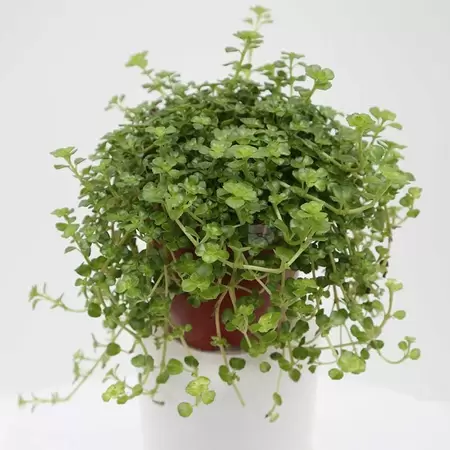 Pilea Depressa | Kanonplantje Pot12cm