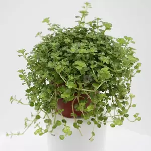 Pilea Depressa | Kanonplantje Pot12cm