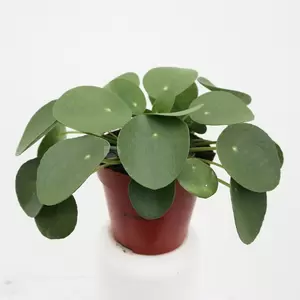 Pilea Peperomoides P12 | Pannenkoekplant