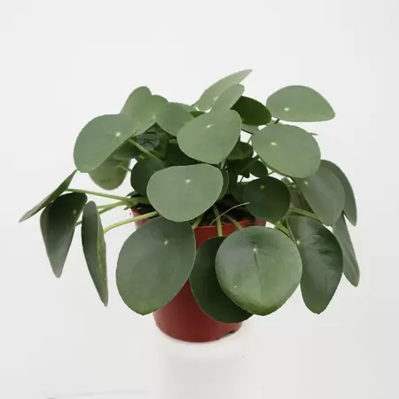 Pilea Peperomoides P15 | Pannenkoekplant