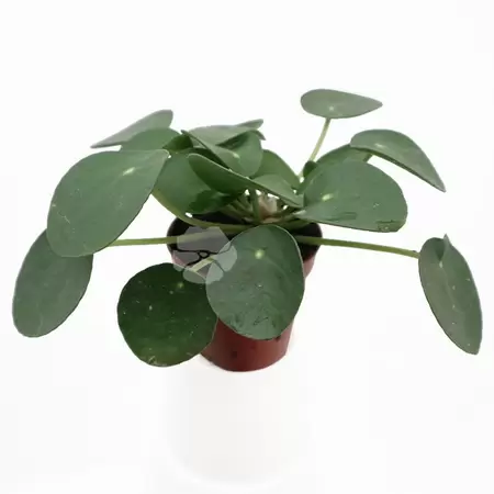 Pilea Peperomoides P5,5 | Pannenkoekplant