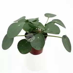 Pilea Peperomoides P5,5 | Pannenkoekplant