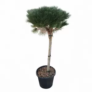 Pinus Brepo | Pijnboom