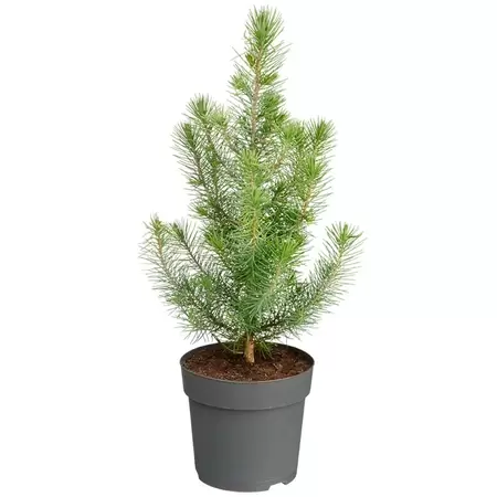 Pinus Pinea 'Silver Crest' | Parasolden