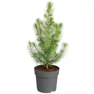 Pinus Pinea 'Silver Crest' | Parasolden