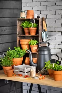 Moestuin