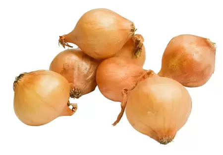 Plantuien stuttgarter riesen 250gr