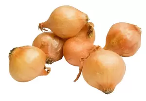 Plantuien stuttgarter riesen 250gr