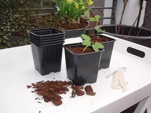 Plastic stekpotjes H9,5x9x9cm set à 7 stuks - afbeelding 2