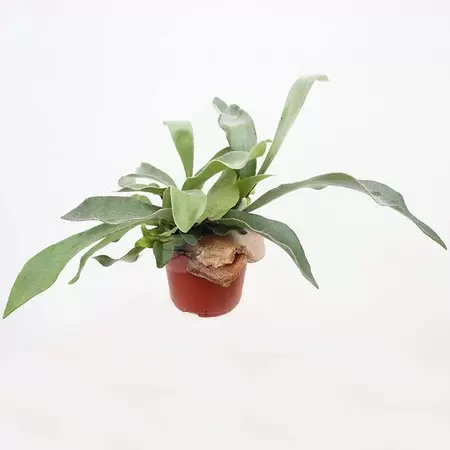 Platycerium Bifurcatrum | Hersthoorn