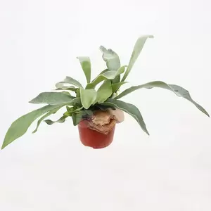 Platycerium Bifurcatrum | Hersthoorn