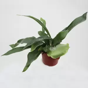 Platycerium Bifurcatum | Hersthoornvaren