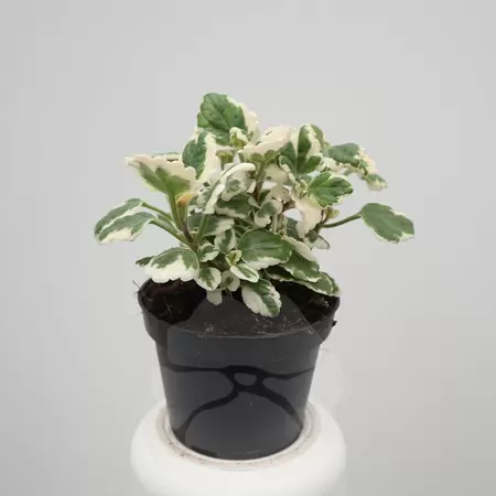 Plectranthus P10,5 | Mottenkruid