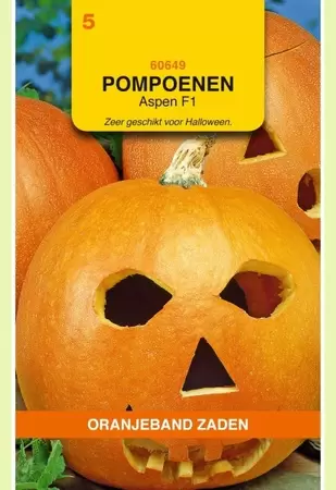 Pompoenen Aspen Oranjeband - afbeelding 1