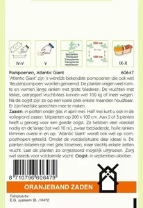 Pompoenen Atlantic Giant Oranjeband - afbeelding 2