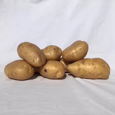 Pootaardappelen Gloria 1kg