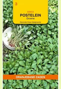 Postelein Groene Oranjeband - afbeelding 1