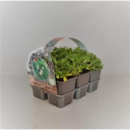 Potentilla tridentata 'Nuuk' 6-pack