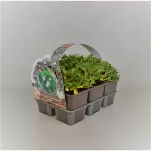 Potentilla tridentata 'Nuuk' 6-pack