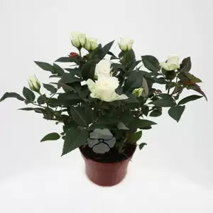 Potroos - afbeelding 2