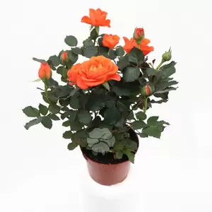 Potroos - afbeelding 5