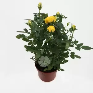 Potroos - afbeelding 6