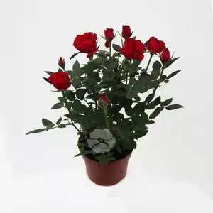 Potroos - afbeelding 7