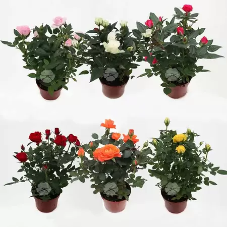 Potroos - afbeelding 1