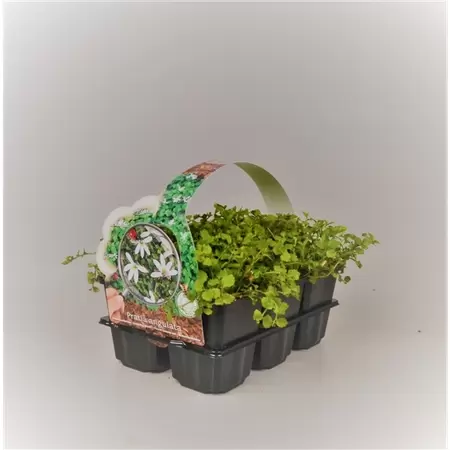 Pratia angulata 6-pack P9