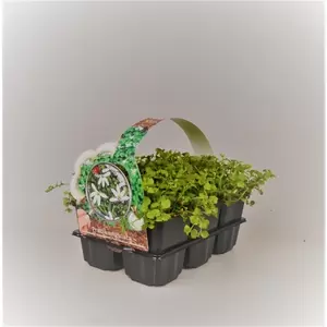 Pratia angulata 6-pack P9