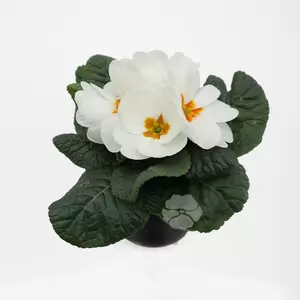 Primula acaulis | Sleutelbloem - afbeelding 3