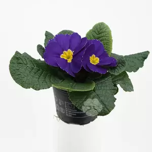 Primula acaulis | Sleutelbloem - afbeelding 5