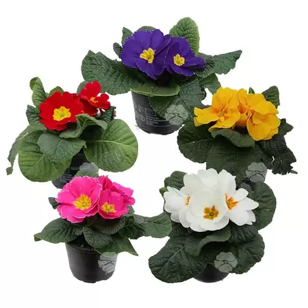 Primula acaulis | Sleutelbloem - afbeelding 1