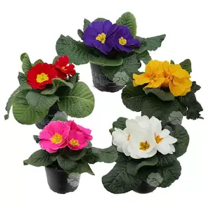 Primula acaulis | Sleutelbloem - afbeelding 1