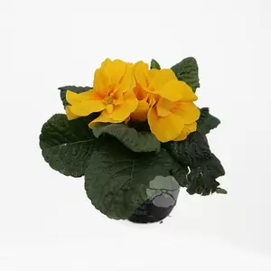 Primula acaulis | Sleutelbloem - afbeelding 2