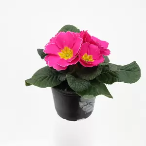 Primula acaulis | Sleutelbloem - afbeelding 4