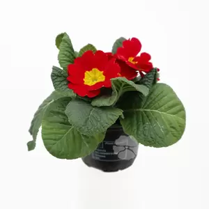 Primula acaulis | Sleutelbloem - afbeelding 6