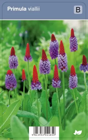Primula vialii