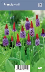 Primula vialii