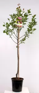 Prunus dom. R-Cl. d'Althan laagstam