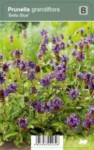 Prunella Grandiflora Bella Blue