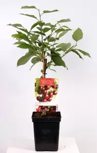 Prunus avium Kordia Patio