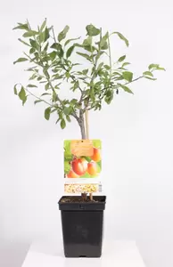 Prunus dom. Victoria Patio | Pruim