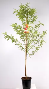 Prunus pers.nuc. Madame Blanchet | Nectarine Pot24cm